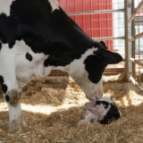 Kako odrediti gravidnost krave po mlijeku: video, test